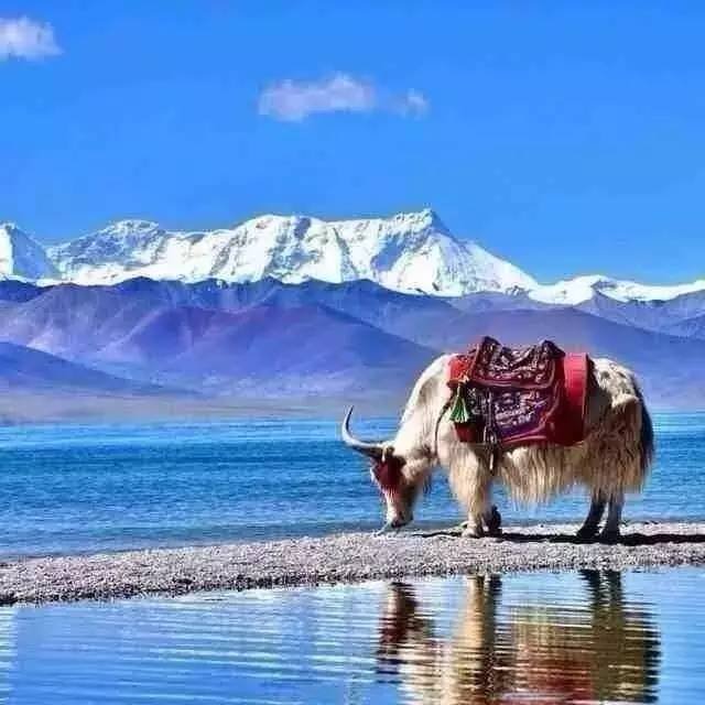 他历时2个多月，徒步2160公里，历经生死，穿越西藏，终成川藏线上的神话……