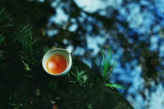 90后女孩进山隐居，煮出了武夷山最好喝的茶